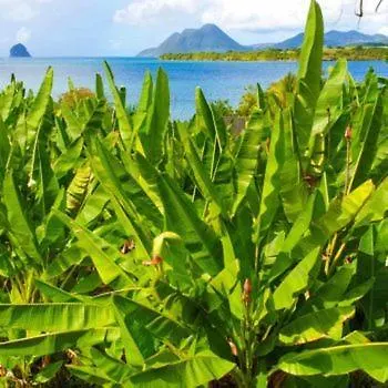 Caraibes Insolite Sainte-Luce